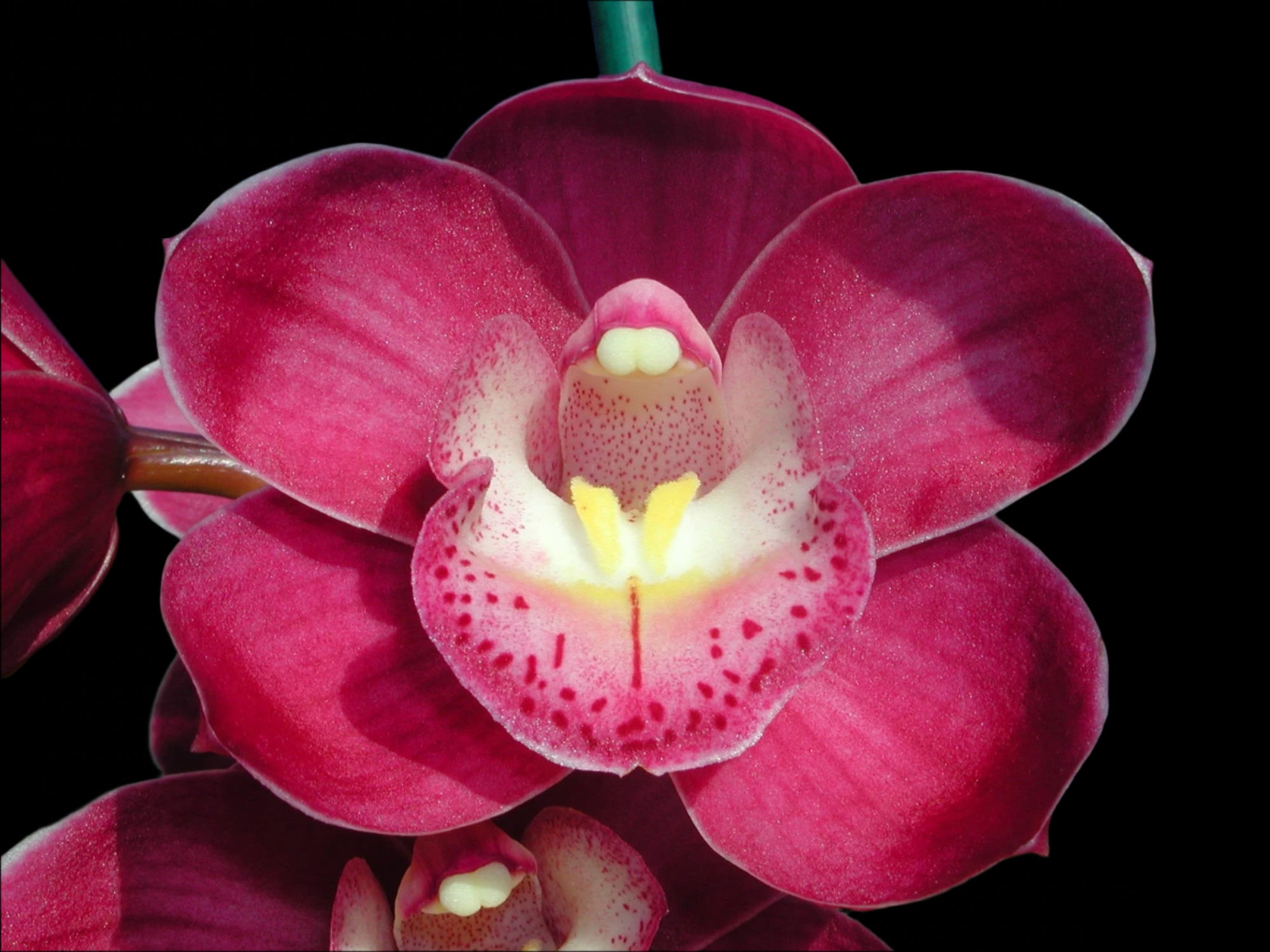 Cymbidium Valley Olympic 'Pink Perfection'