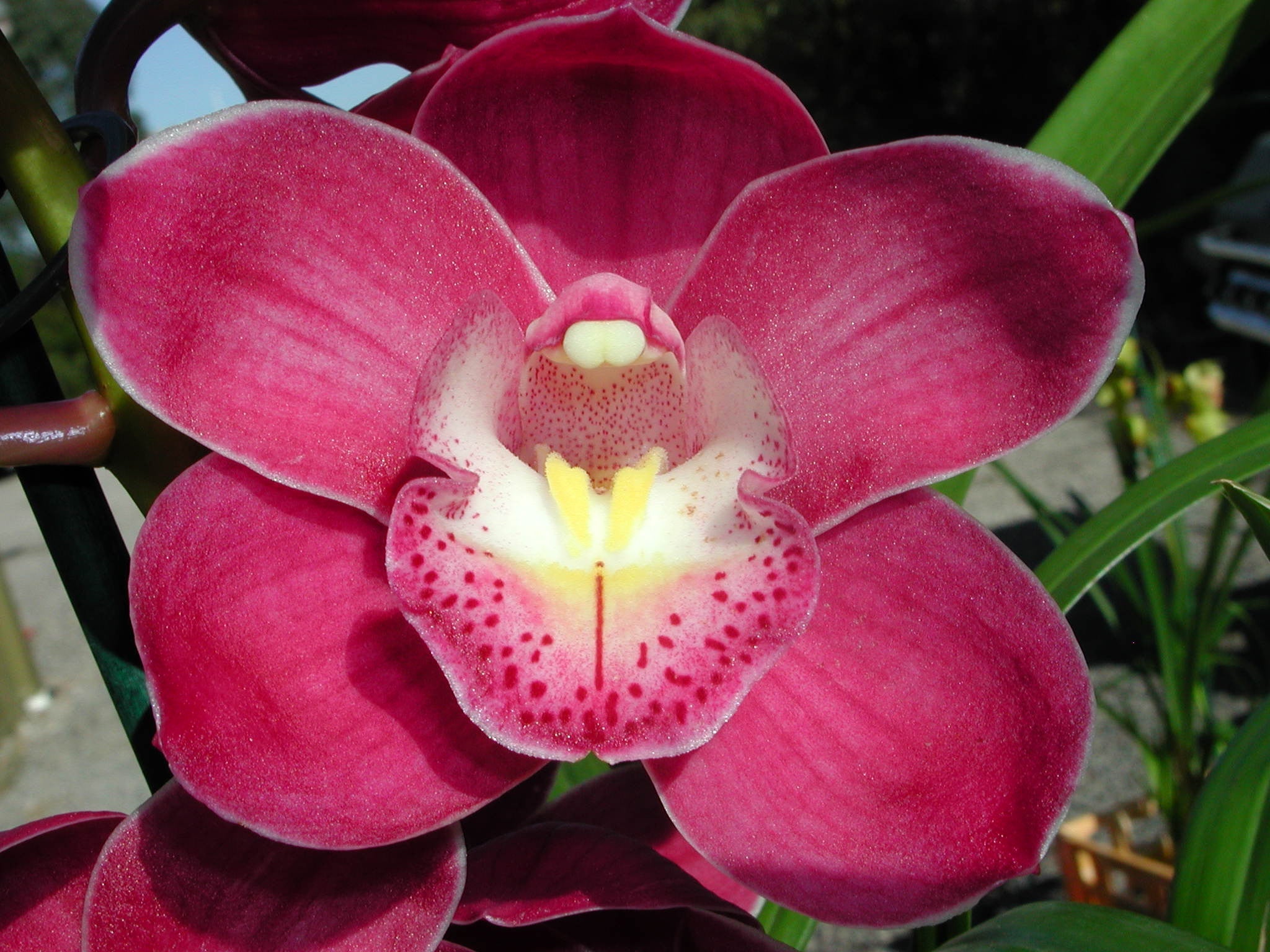 Cymbidium Valley Olympic 'Pink Perfection'