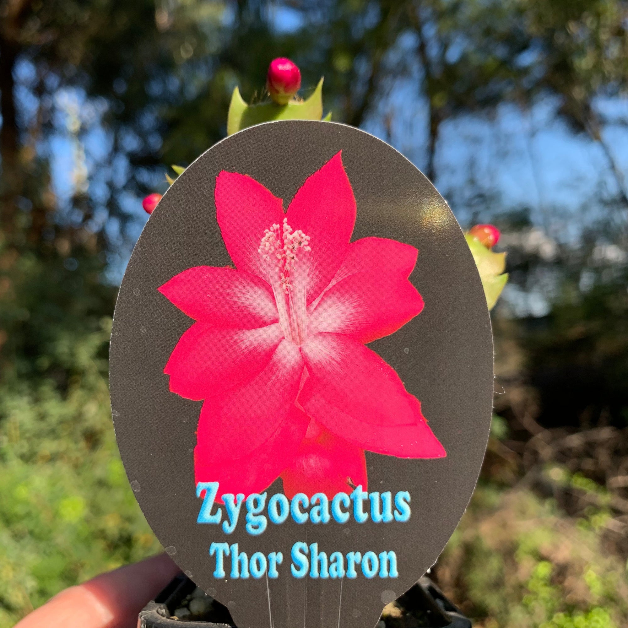 zygocactus-schlumbergera-thor-sharon-plant-66