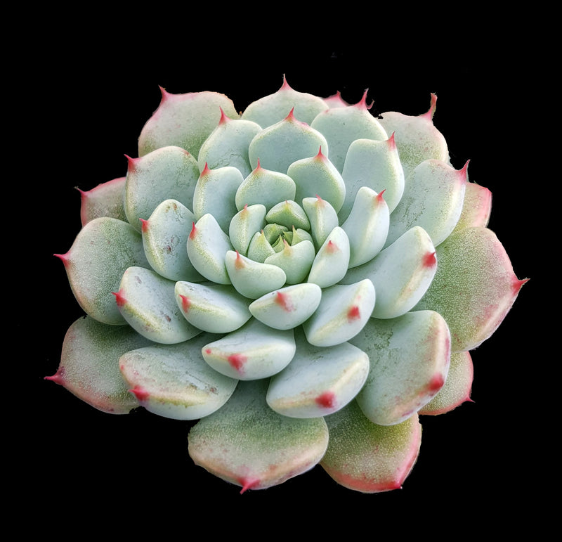 Succulents fact and cultural sheet