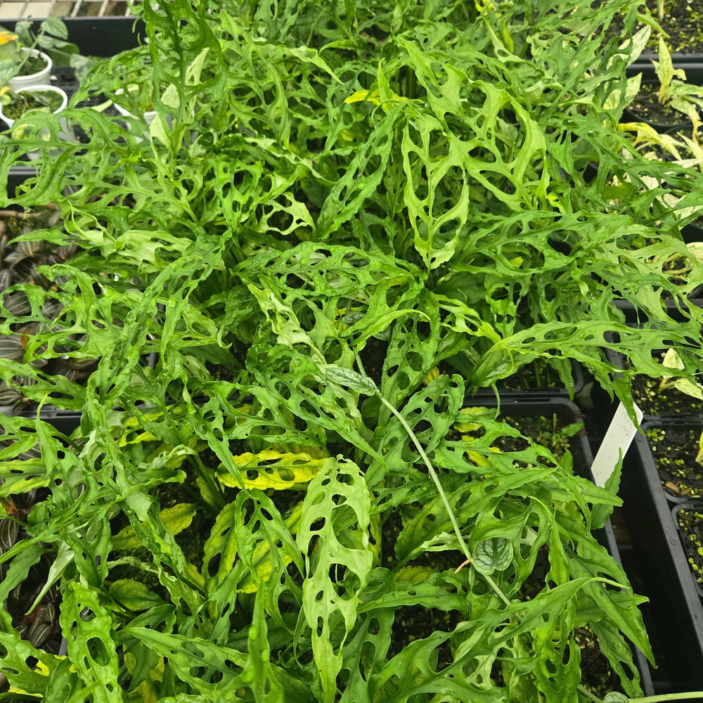 Monstera obliqua vs Monstera adansonii – The One Detail Everyone Misses