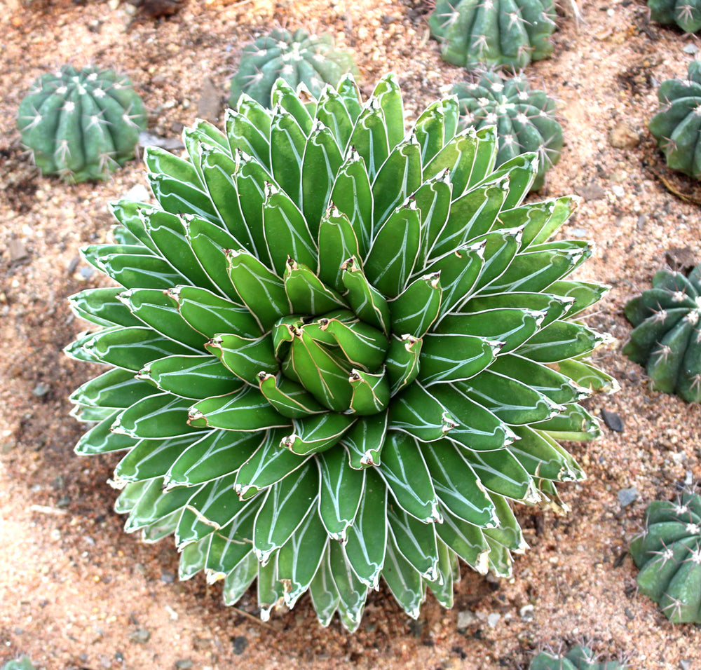 Agave Victoria Regina 66mm potted