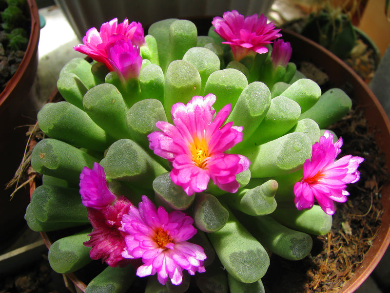 Frithia pulchra South African Succulent