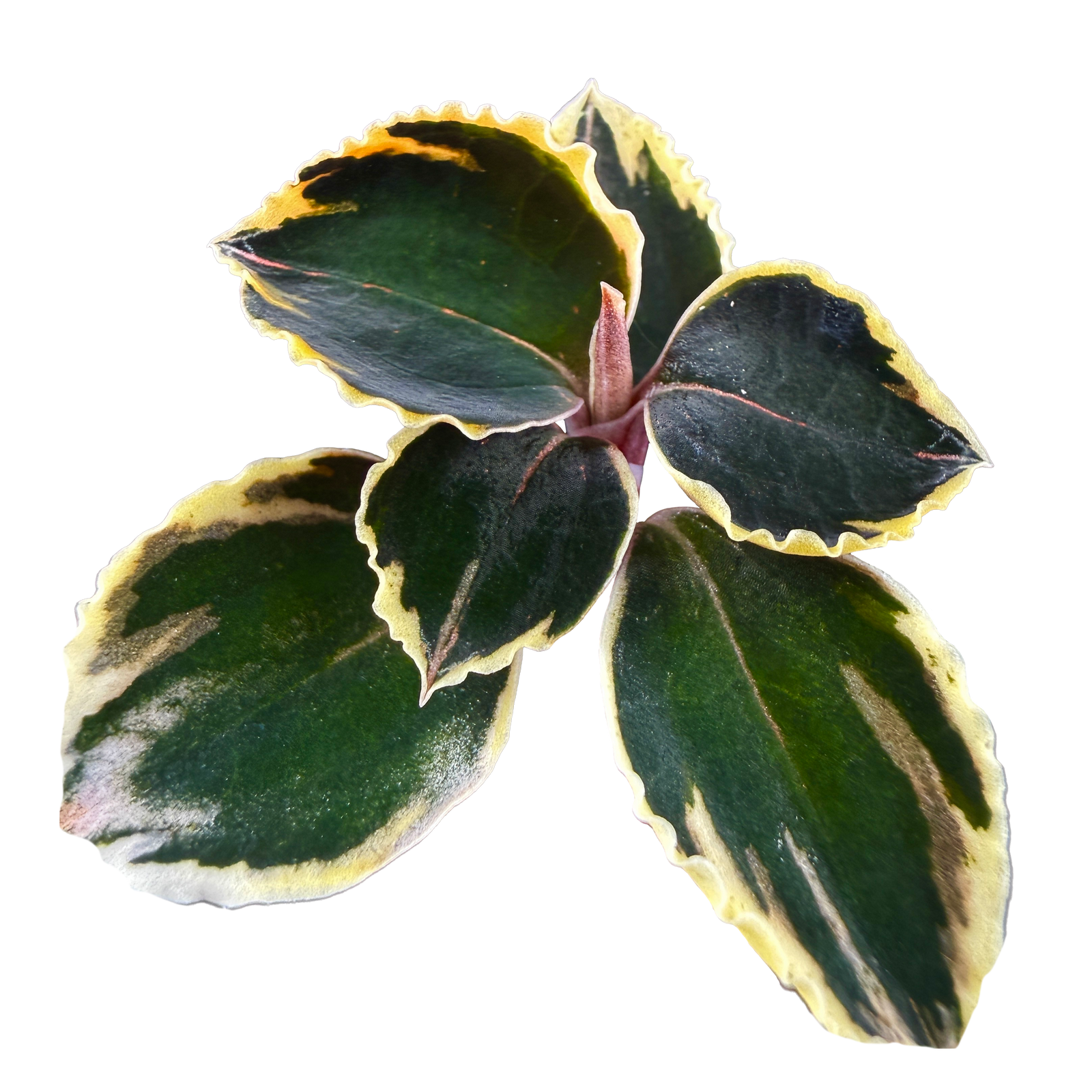 Why is my jewel orchid dying?