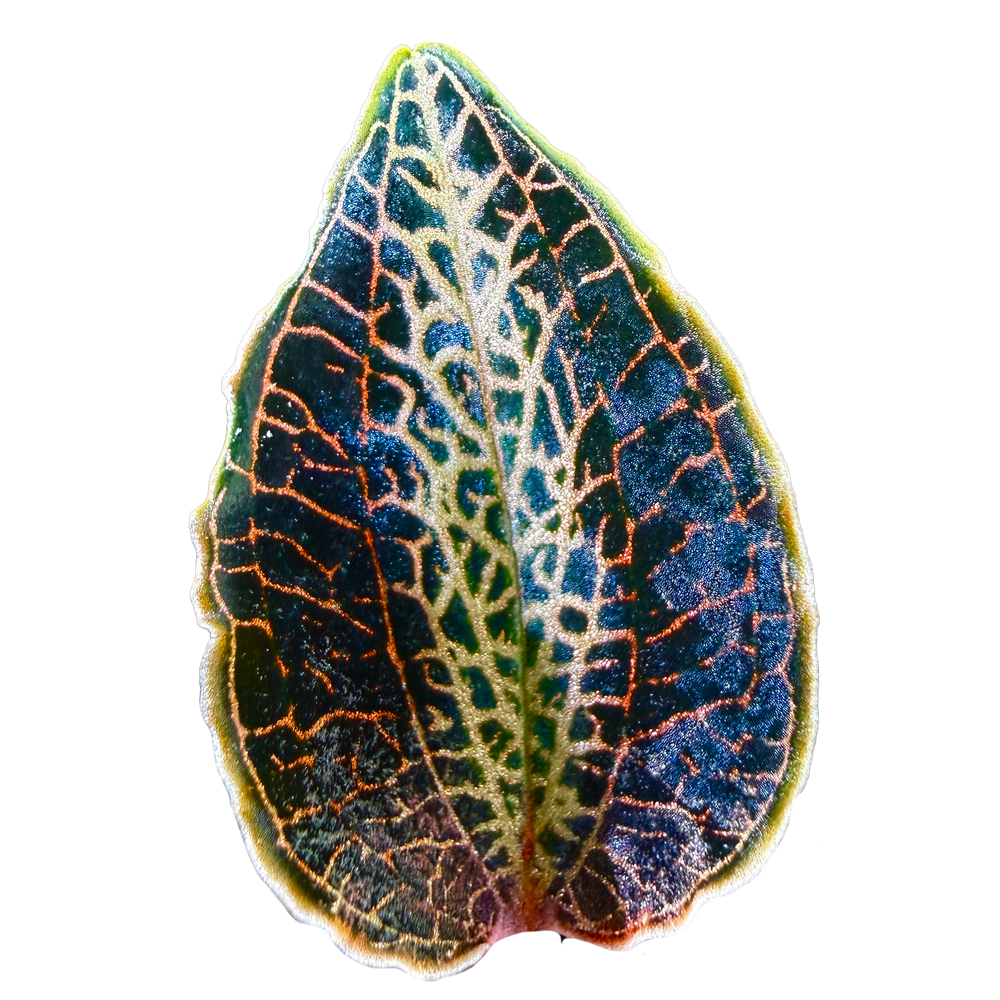 Jewel Orchid Care Guide (Ludisia, Macodes, Anoectochilus)