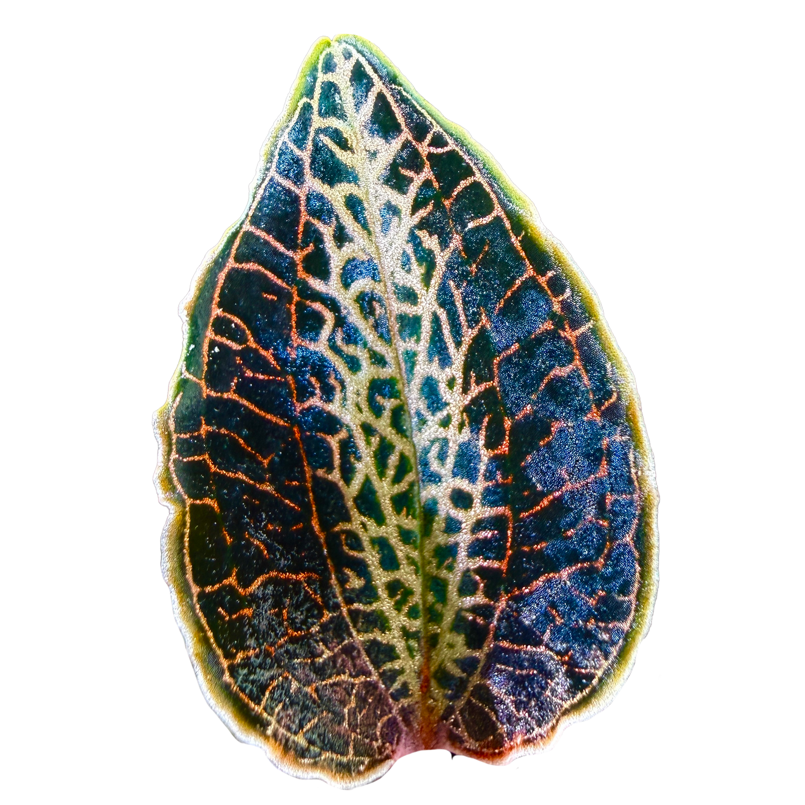 Jewel Orchid Care Guide (Ludisia, Macodes, Anoectochilus)