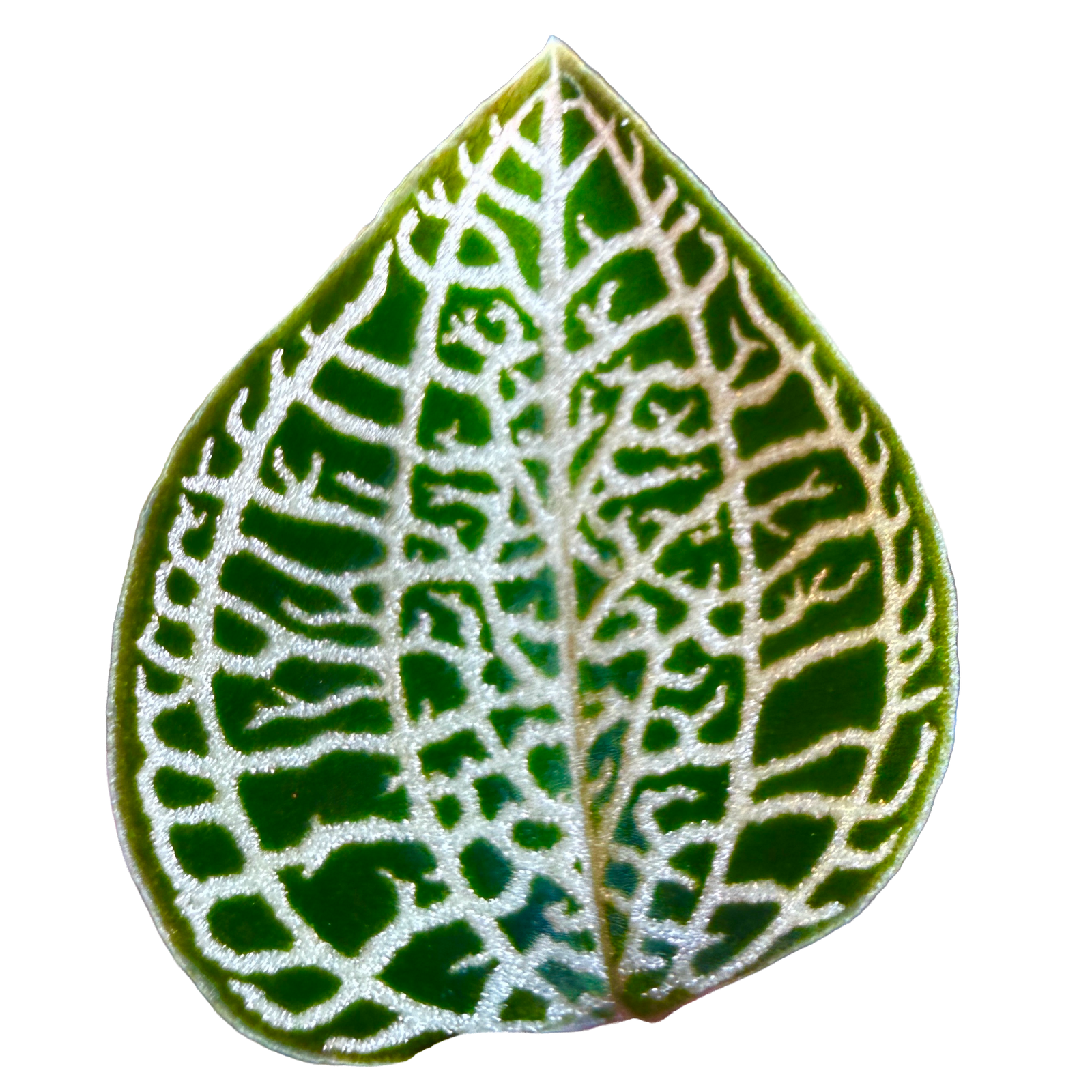 Anoectochilus — variation within jewel orchids