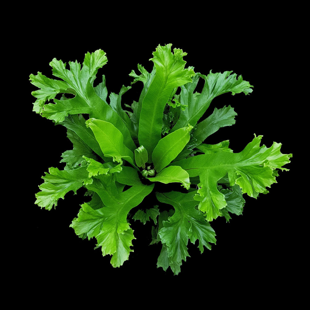 Ferns for All Seasons: Thriving Indoors in Australian Climates