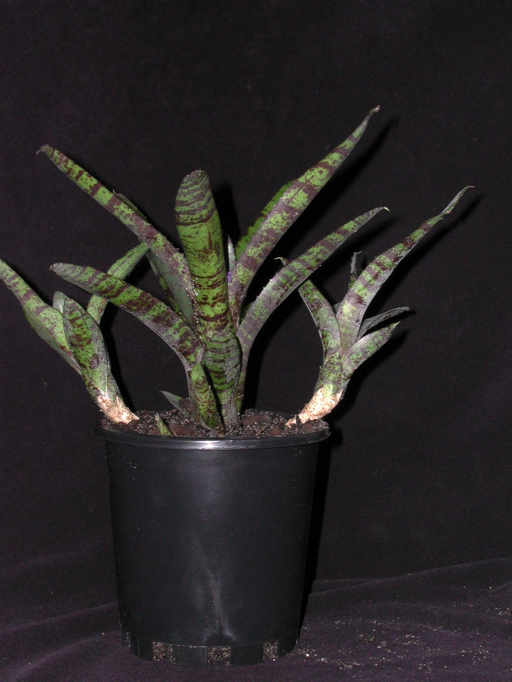 Bromeliad Cuttings