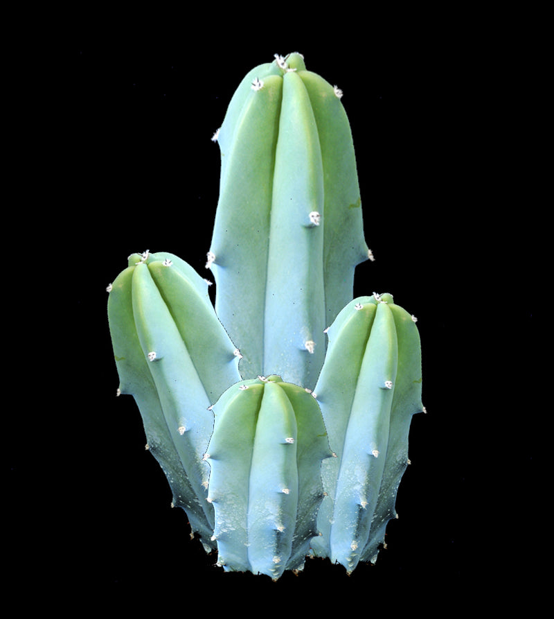 Cacti Cactus Fact Sheet and Cultural Notes