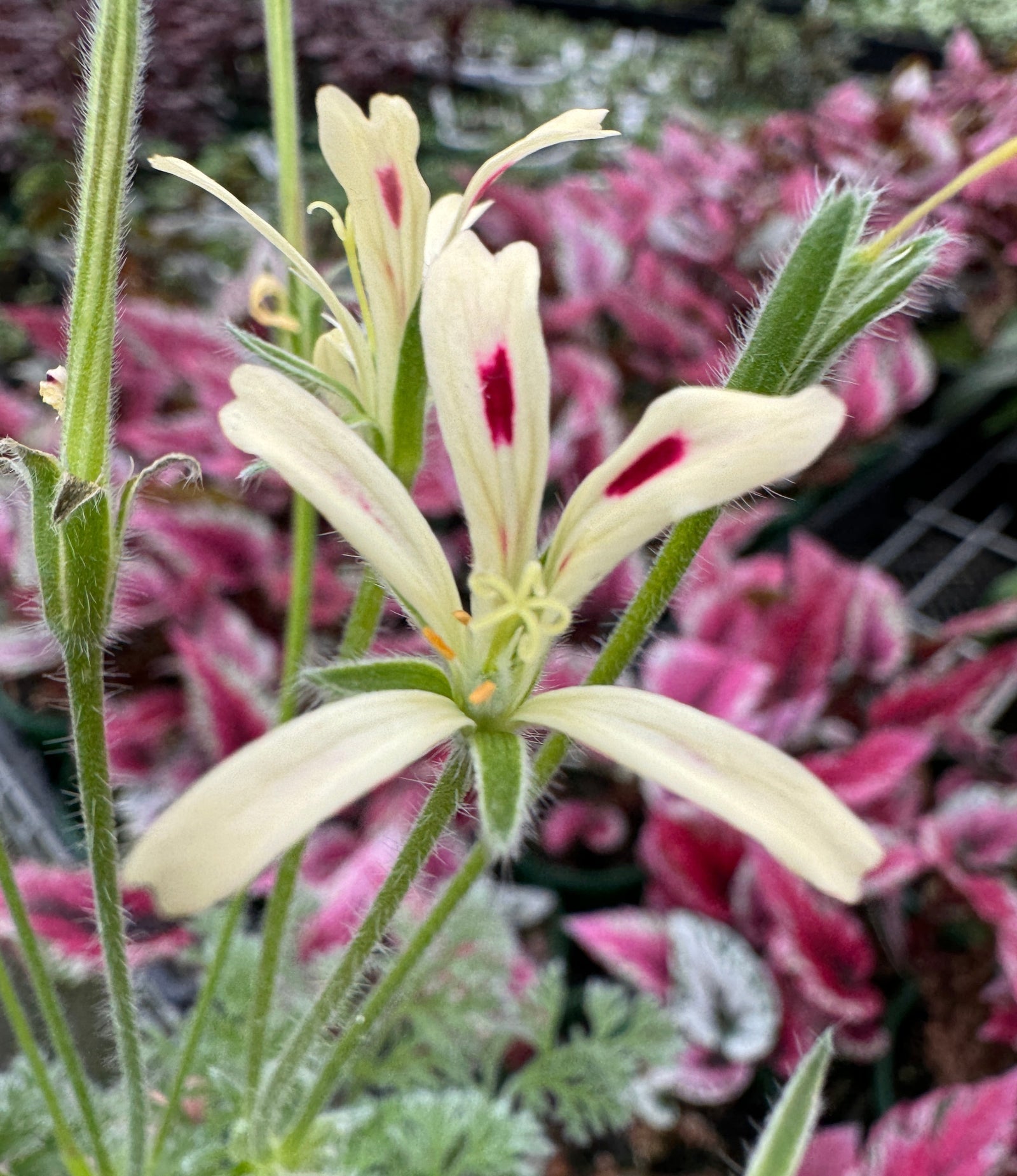 Understanding Pelargonium appendiculatum: Why This Plant Confuses People