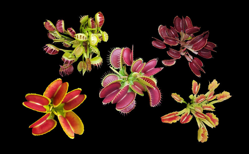 Do Carnivorous Plants Photosynthesise?