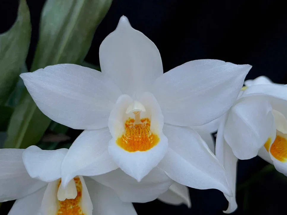 When Dendrochilum and Pholidota Are Coelogyne