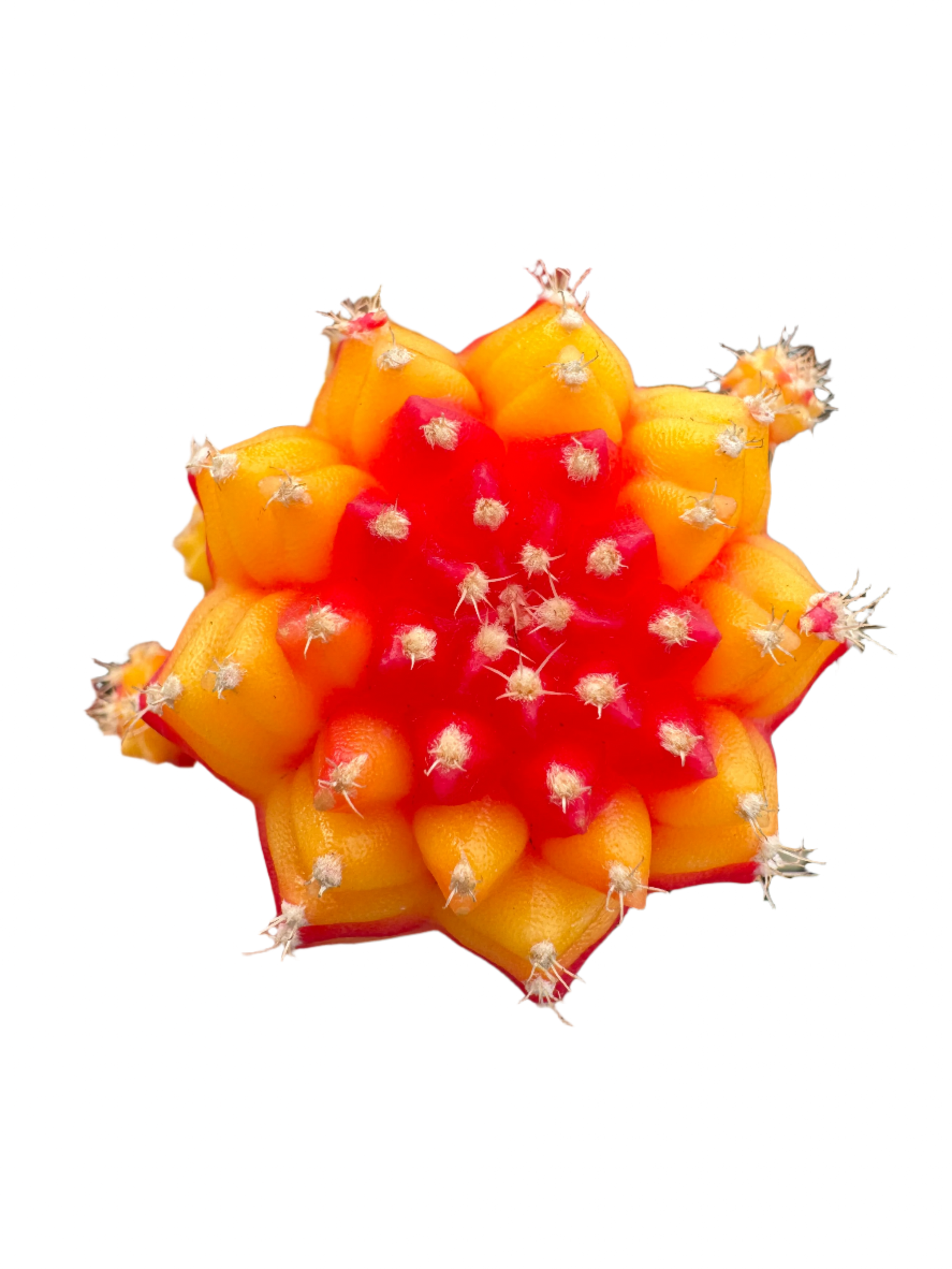 Grafted Cacti: The Art of Colourful Cactus Cultivation