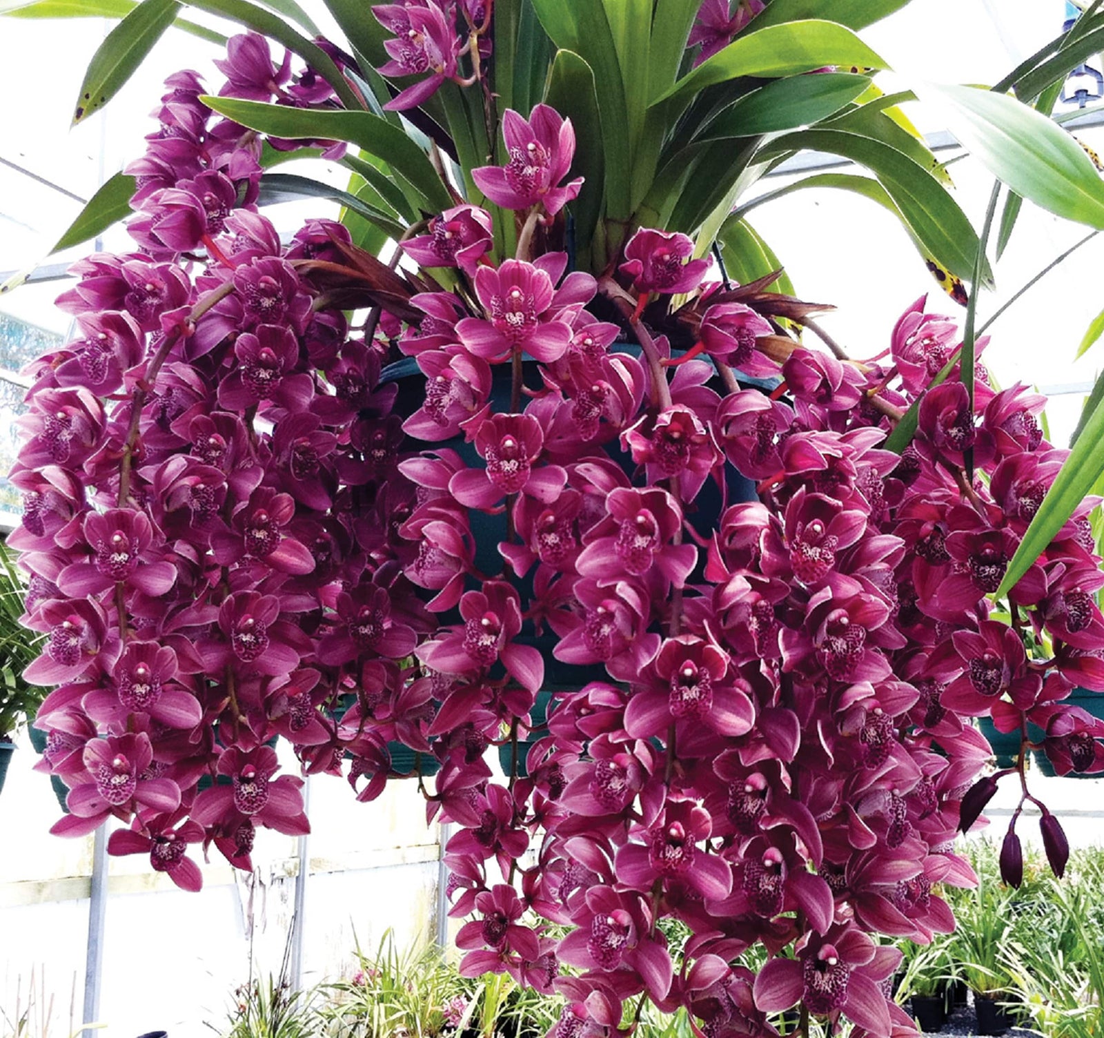Flowering red cymbidium 
