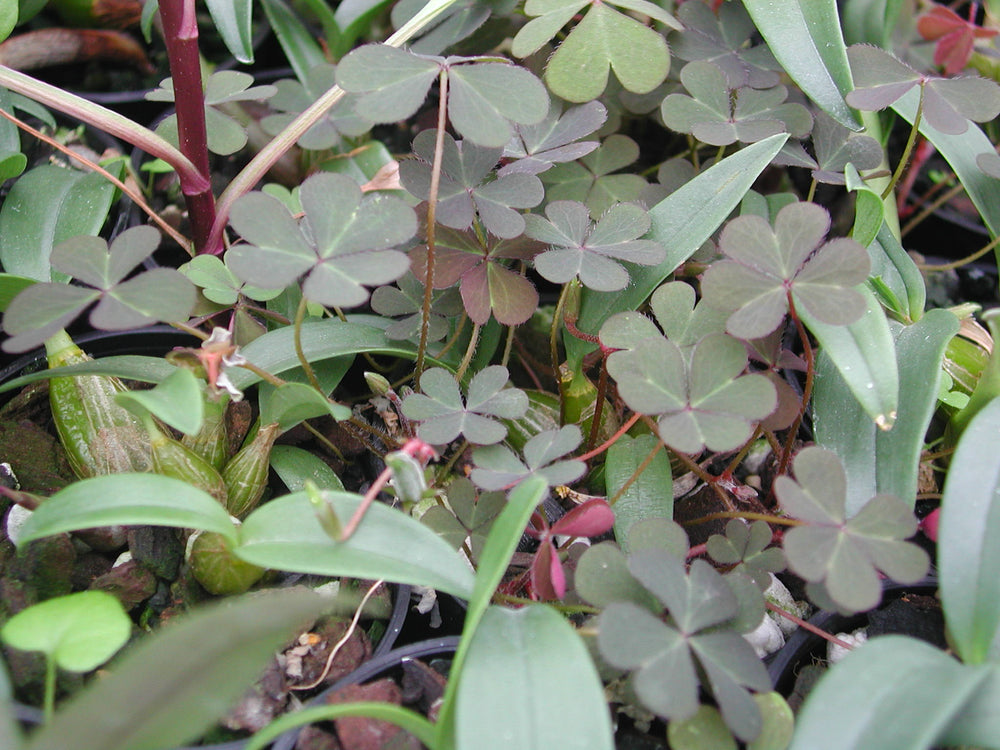 Orchids and weeds. Weeds and orchids. Oxalis corniculata "The Creeping Oxalis"  I really hate this weed. I mean REALLY HATE THIS WEED!