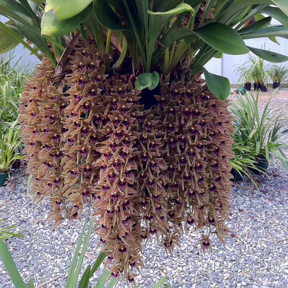 Cymbidium Orchids fact Sheet