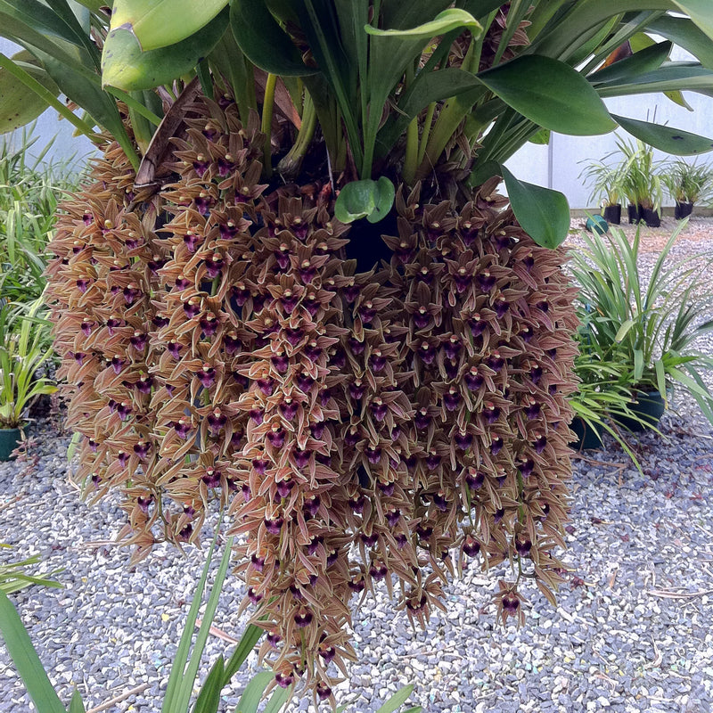 Cymbidium Orchids fact Sheet