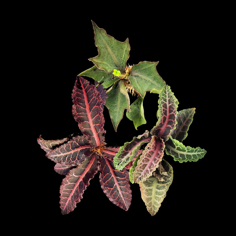 The Fascinating World of Euphorbia francoisii Hybrids