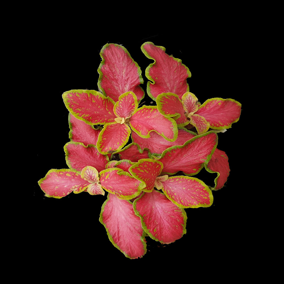Fittonia Care Guide | How to Grow Fittonia Indoors – Collectors Online