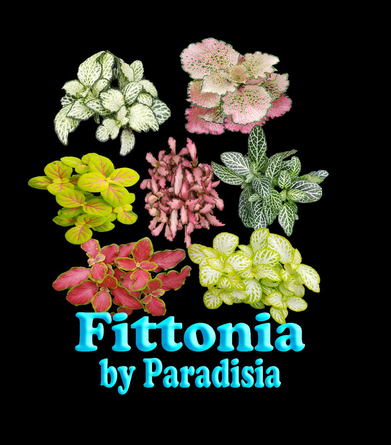 Fittonia Hybrids  "The Nerve Plant" fact sheet