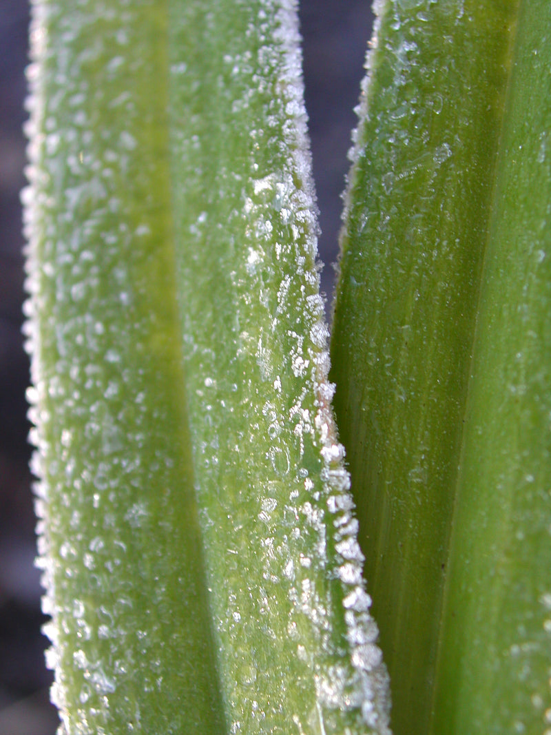 Cold damage on orchids.   Frost and cold damage on Orchids. PART ONE .