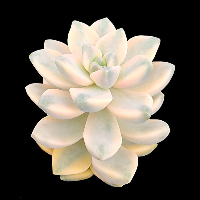 Graptopetalum: The Easy-Care Beauty for Every Succulent Collector