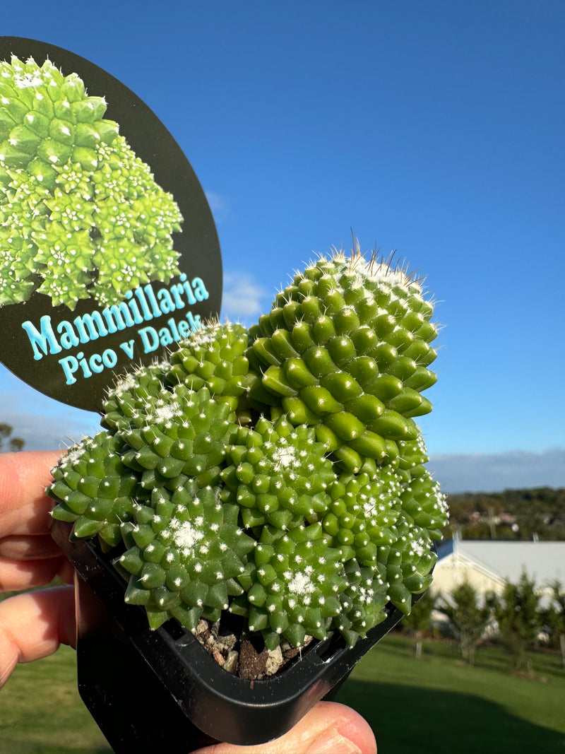 Mammillaria Pico 'Dalek' A most unusual cacti