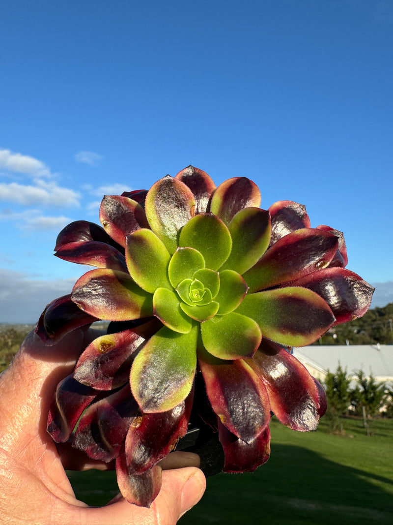 Aeonium arboreum cv. Kilimanjaro   new release