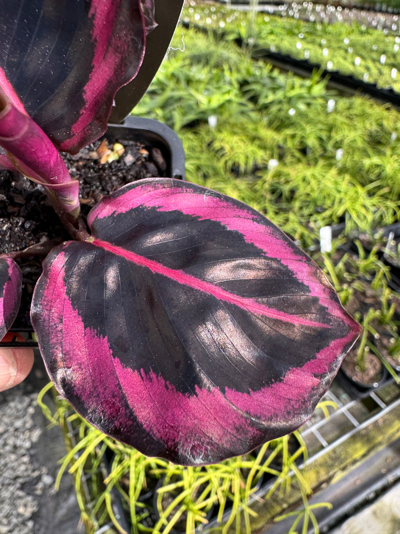 Calathea c.v. Red Mojo Red Mojo