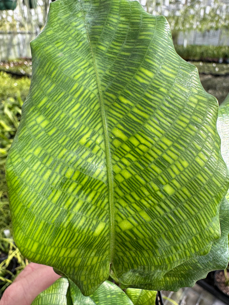 Calathea bella 'Network'      Now renamed Geoppertia kegeljanii,