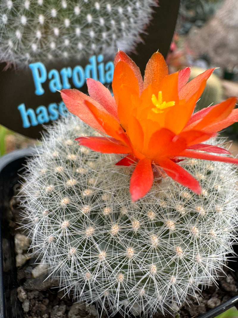 Parodia haselbergii cacti