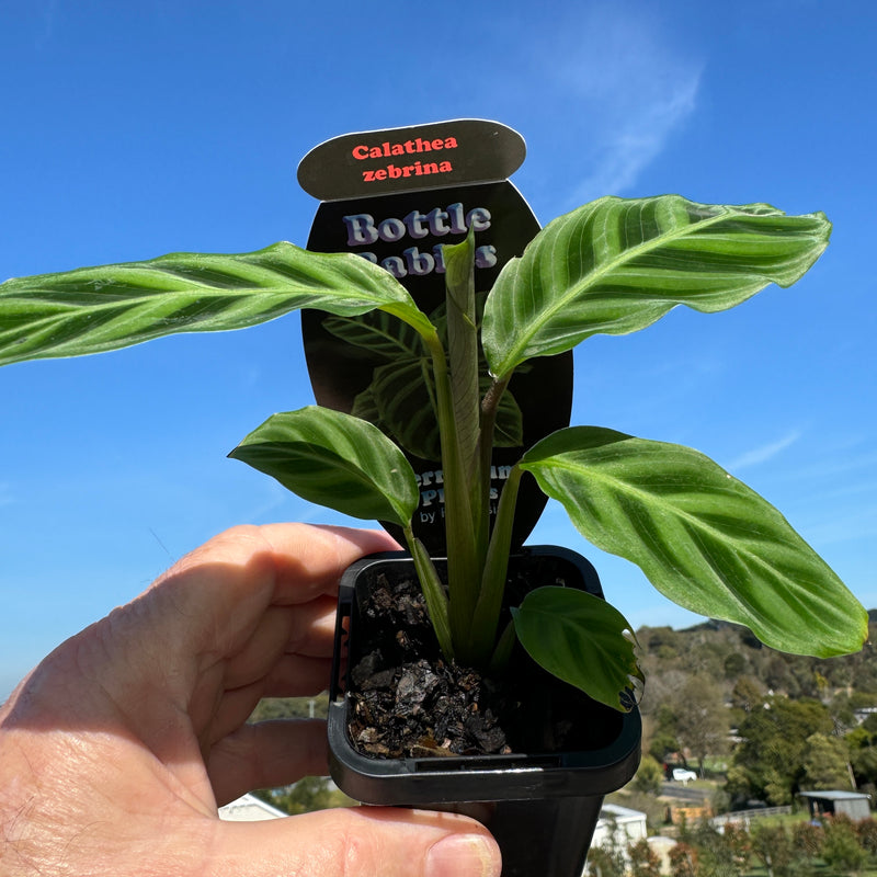 Calathea zebrina    ( Now renamed Geoppertia zebrina )