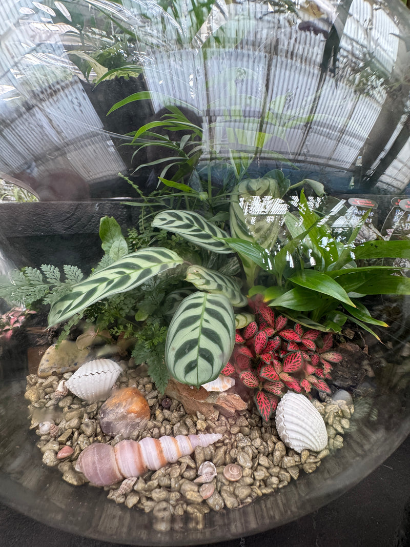 Terrariums  All you need to know