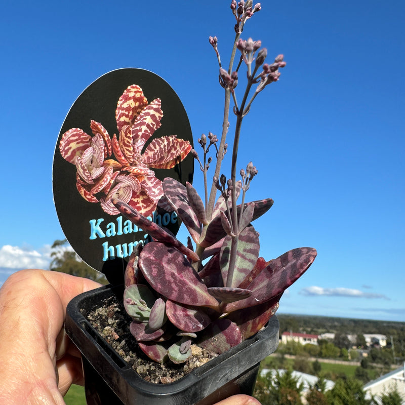 Kalanchoe humilis "The Painted Kalanchoe"