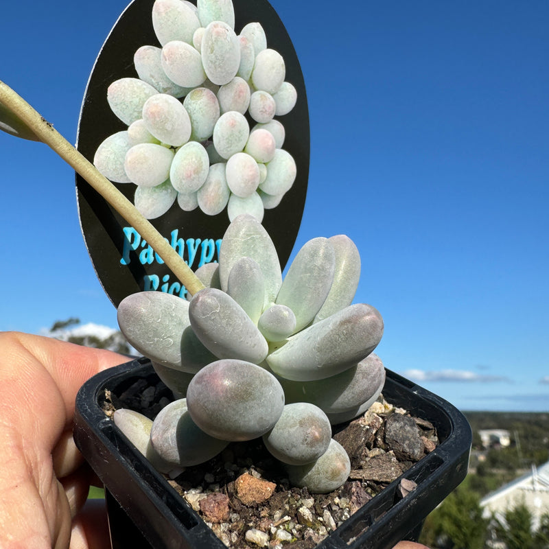 Pachyphytum c.v.  'Rice Ball'