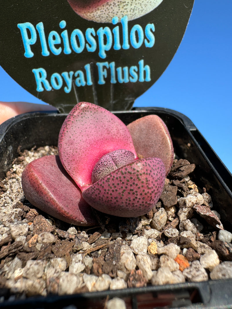 Pleiospilos nelii  'Royal Flush'