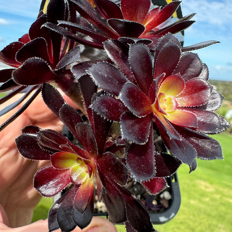 Aeonium atropurpureum nigrum  v Schwartzkopf  'The Black Rose'