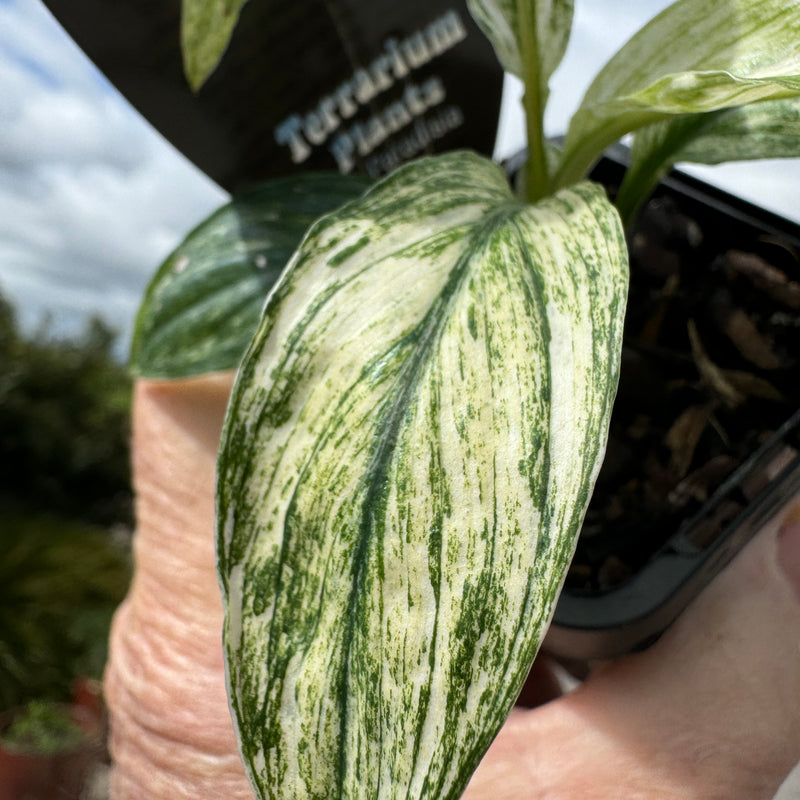 Spathiphyllum floribundum 'Sensation Variegata'