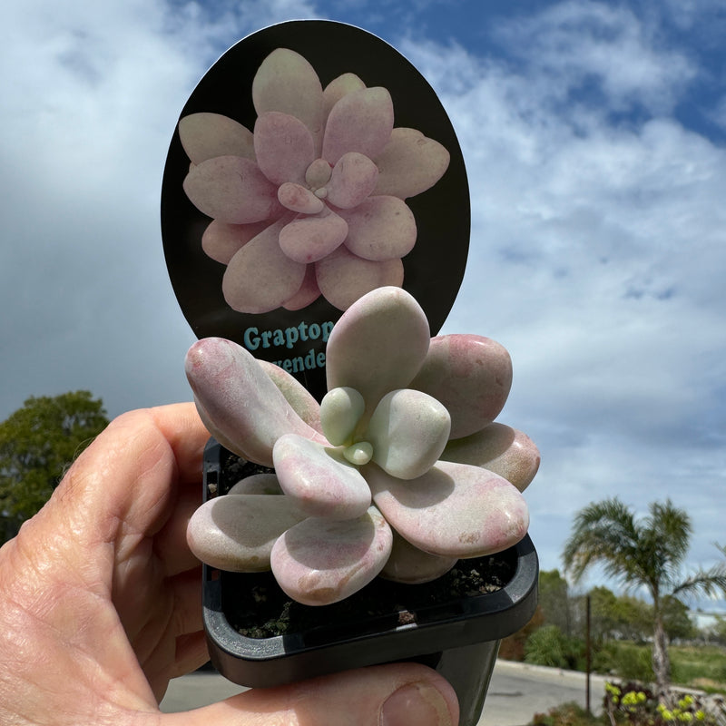 Graptopetalum 'Lavender Pebbles'