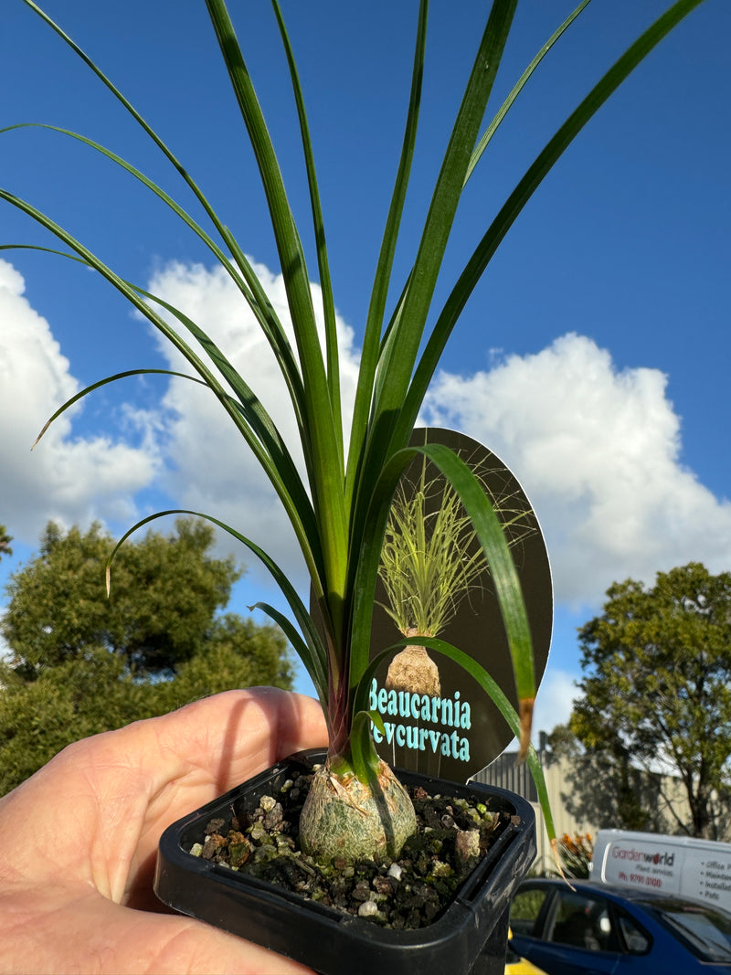 Beaucarnia recurvata  'The Ponytail Palm'