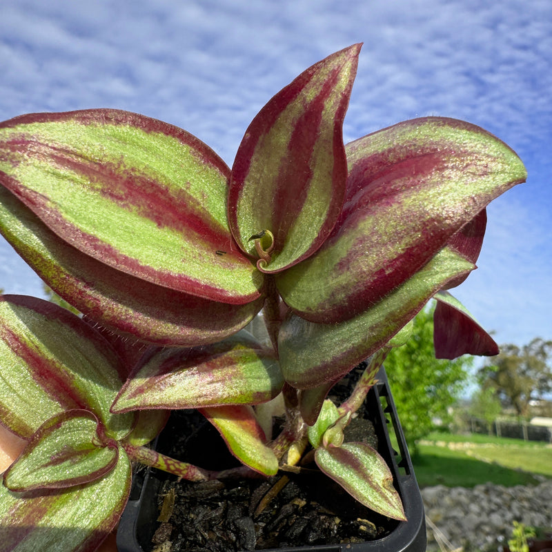 Tradescantia zebrina  'Spiderwort'