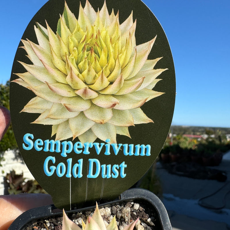 Sempervivum  Gold Dust