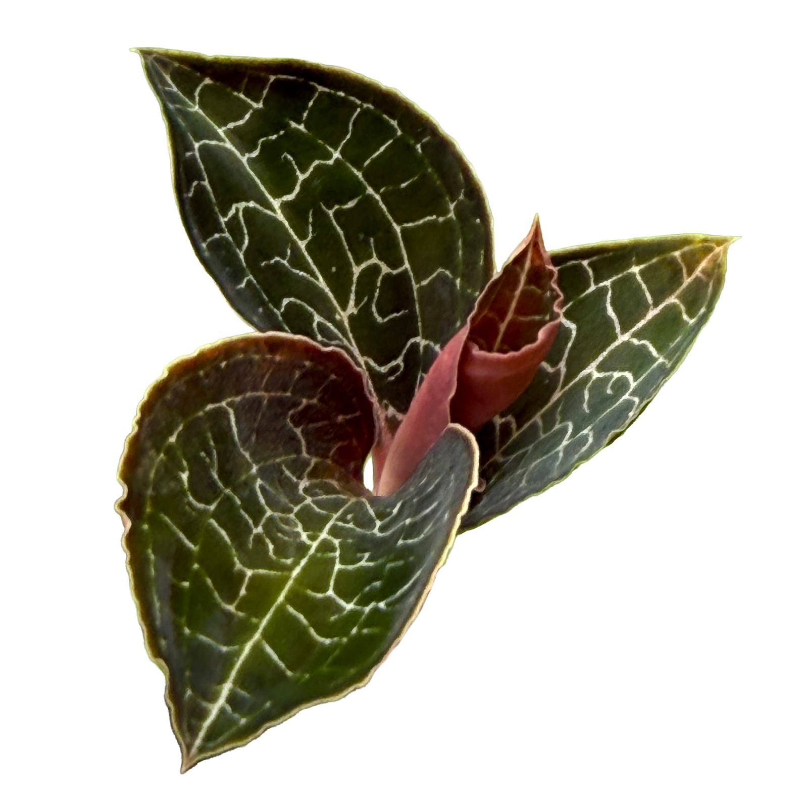 Best soil for jewel orchids