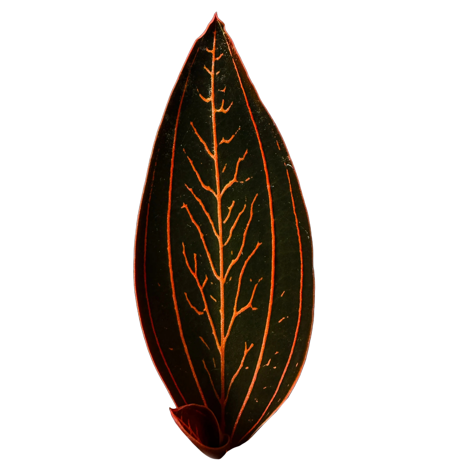 Ludisia discolor — the foundation of jewel orchids