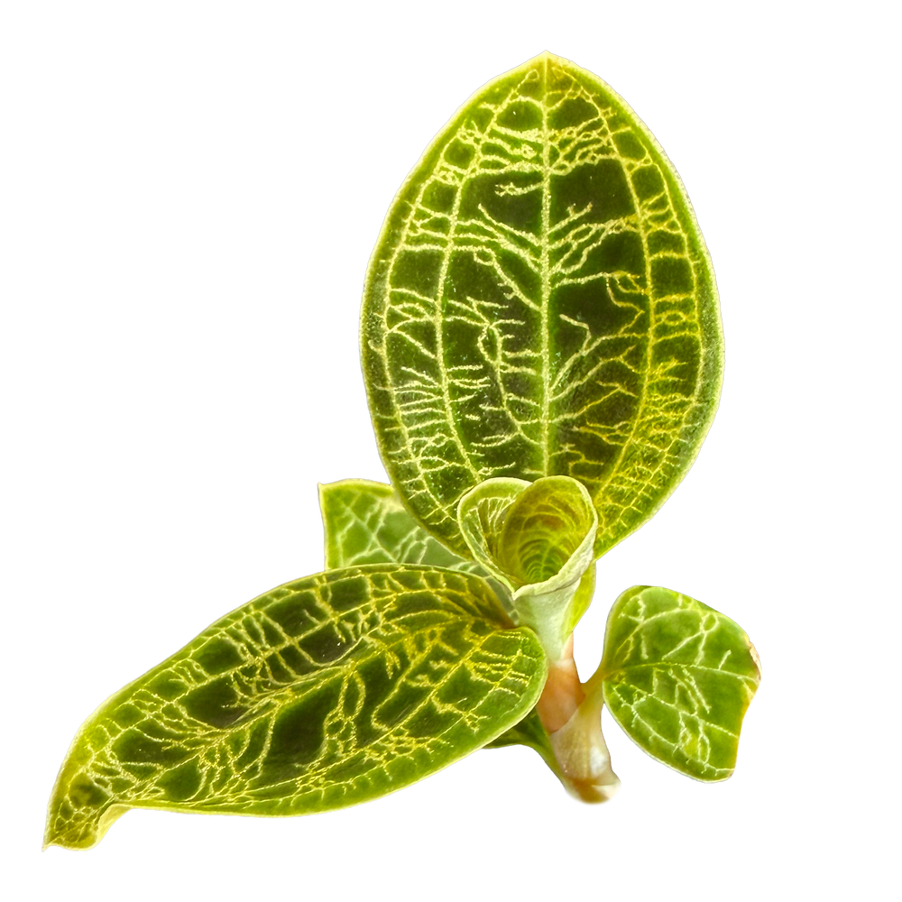 Macodes petola — understanding reflective veining