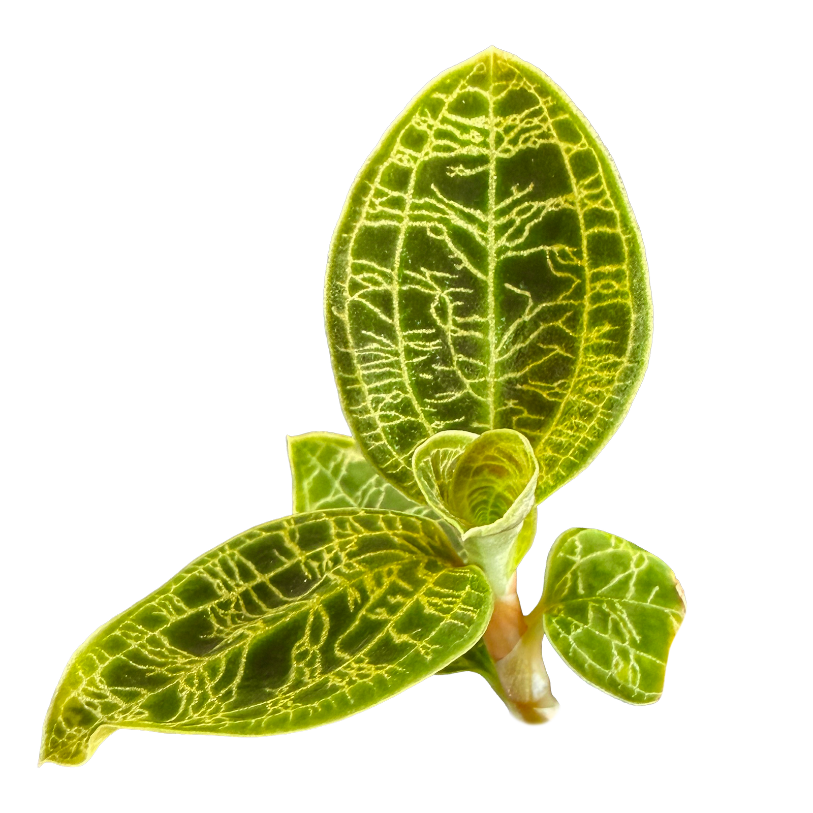 Macodes petola — understanding reflective veining