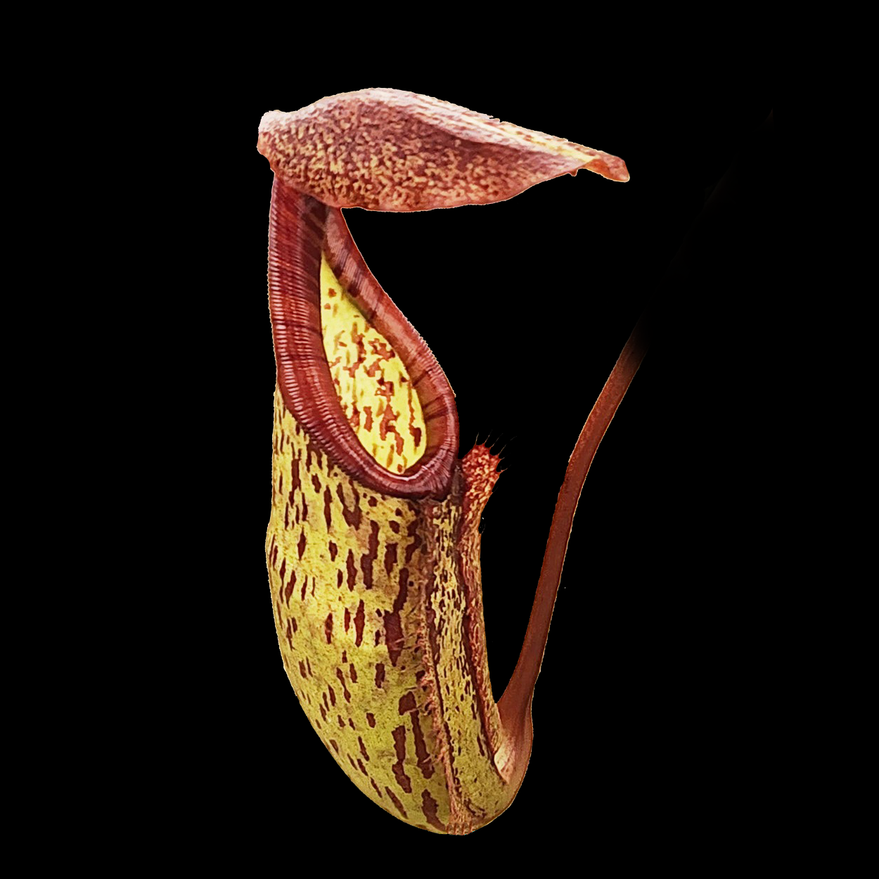 Tropical Pitcher Plant (Nepenthes) Quick Care Guide & Cultivar Showcase
