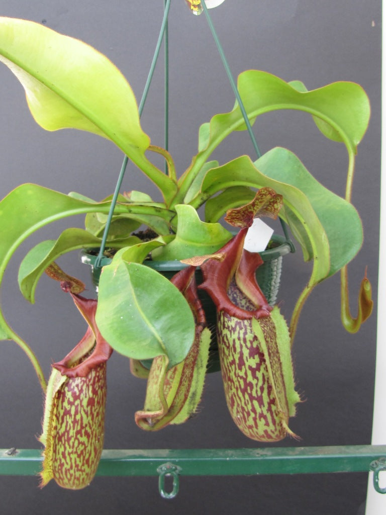 Nepenthes Picher Plant care and fact sheet   Care Instructions