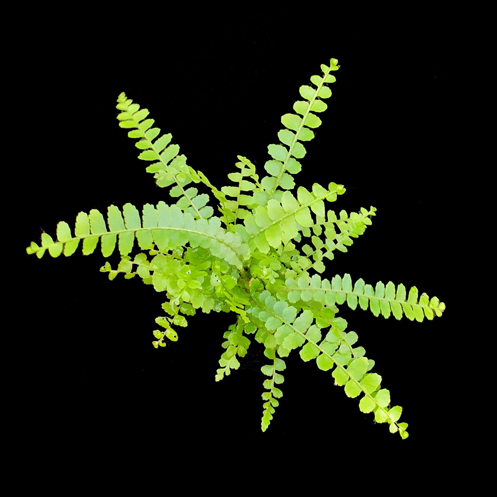 Why Ferns Go Yellow Indoors